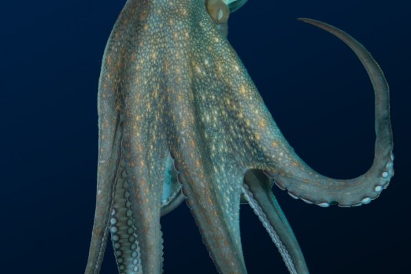 Kraken вход и ссылки