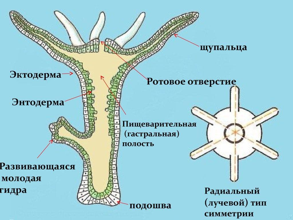 Правила модераторов кракен площадка